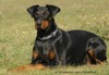 dobermann