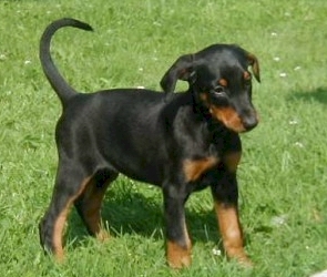 dobermann