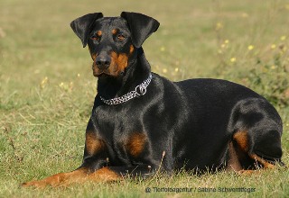 dobermann