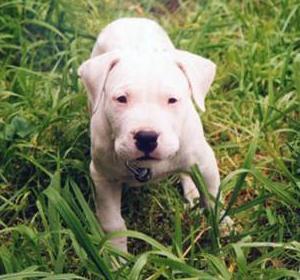 dogue argentin