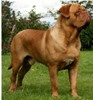 dogue de Bordeaux