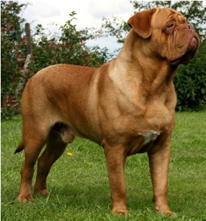 dogue de bordeaux