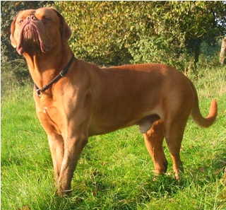 dogue de bordeaux