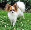 Epagneul nain papillon