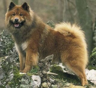 eurasier