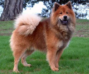 eurasier