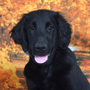 flat coated retriever