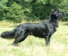 flat coated retriever