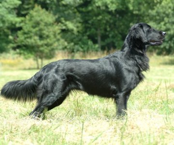 flat coated retriever