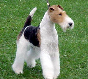 fox terrier