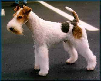 fox terrier