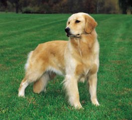 golden retriever