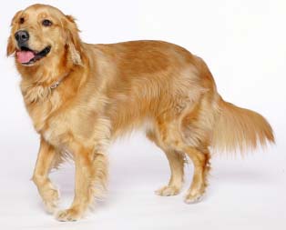 golden retriever