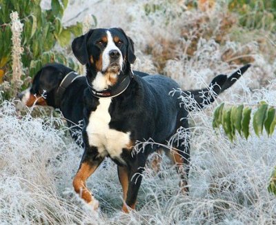 grand bouvier suisse