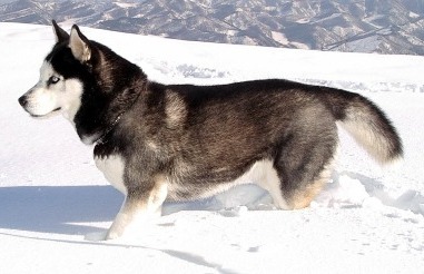 husky