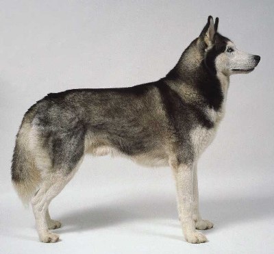 husky siberien