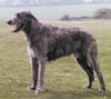 irsh wolfhound