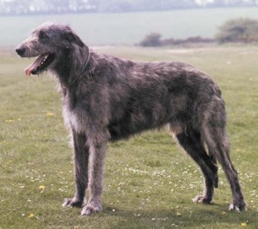irish wolfhound
