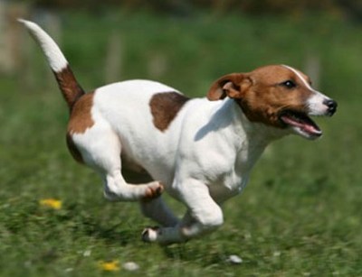 jack russel