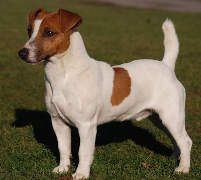 jack russel