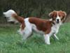 Kooikerhondje