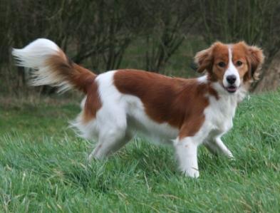 Chien Hollandais De Chasse Au Gibier Deau