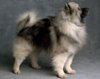 keeshond spitz loup