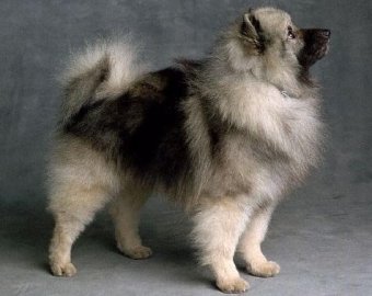 keeshond