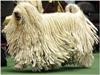 komondor