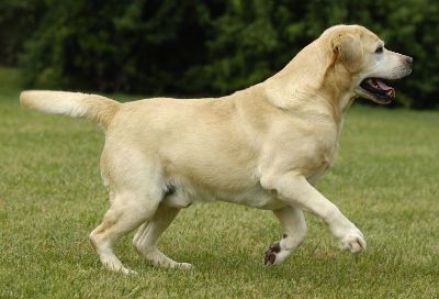 labrador