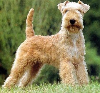 lakeland terrier