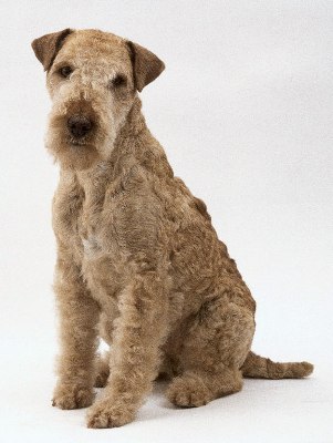 lakeland terrier