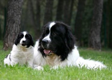 landseer