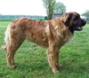 leonberg