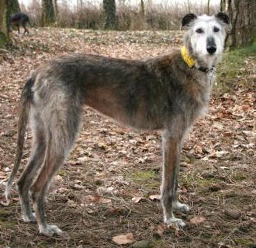 levrier galgo