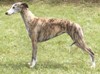 lévrier greyhound