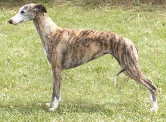 levrier greyhound