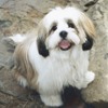 lhassa apso