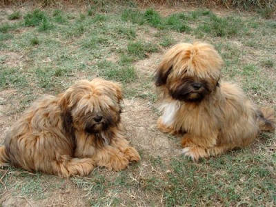 lhassa apso