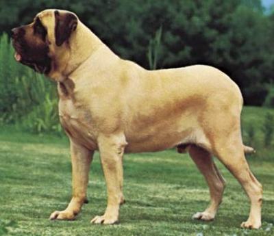 mastiff