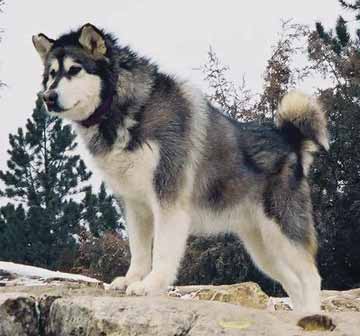 malamute