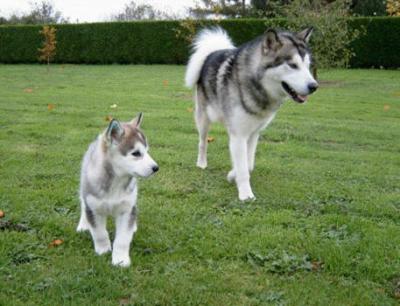 malamute d'alaska