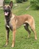 malinois