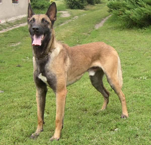 malinois