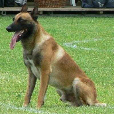 malinois