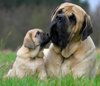 mastiff