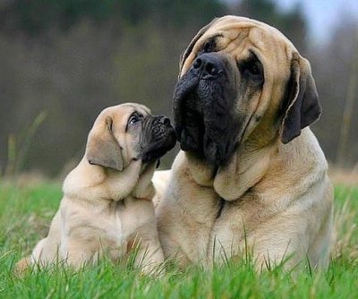 mastiff