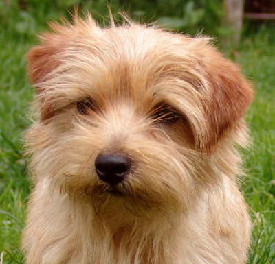 norfolk terrier