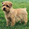 norfolk terrier