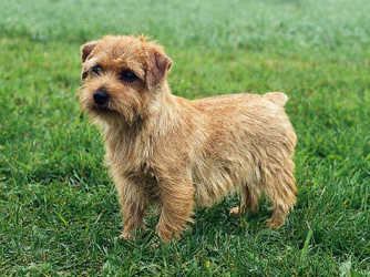 norfolk terrier